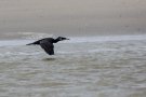 Grand Cormoran - Phalacrocorax carbo