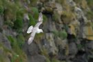 Fulmar boréal - Fulmarus glacialis
