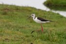 Échasse blanche - Himantopus himantopus
