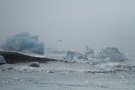 Site de Jökulsárlón, Glaçons rejetés à la mer.