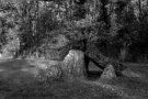 Dolmen - Angliers (86)