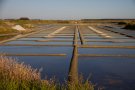 Marais salants de Guérande (44)