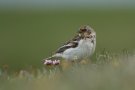 Bruant des neiges - Plectrophenax nivalis