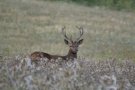 Cerf élaphe - Cervus elaphus