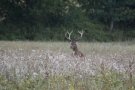 Cerf élaphe - Cervus elaphus