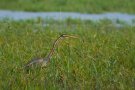 Héron pourpré - Ardea purpurea - Brenne (36)