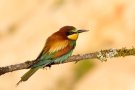 Guêpier d'Europe - Merops apiaster