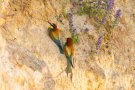 Guêpier d'Europe - Merops apiaster