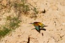 Guêpier d'Europe - Merops apiaster
