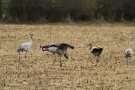 Grues se nourrissant en Brenne