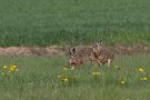 Lièvres d'Europe - Lepus europaeus