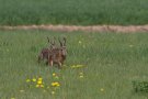 Lièvres d'Europe - Lepus europaeus
