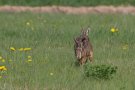 Lièvres d'Europe - Lepus europaeus