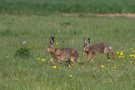 Lièvres d'Europe - Lepus europaeus