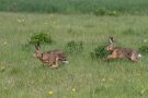 Lièvres d'Europe - Lepus europaeus
