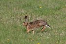 Lièvre d'Europe - Lepus europaeus