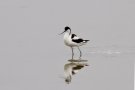 Avocette élégante - Recurvirostra avosetta