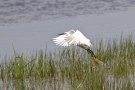 Aigrette Garzette - Egretta garzetta