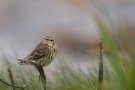 Pipit maritime - Anthus petrosus
