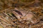 Grenouille agile - Rana dalmatina