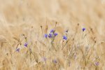 Bleuet des champs - entaurea cyanus