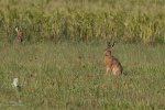 Lièvres d'Europe - Lepus europaeus