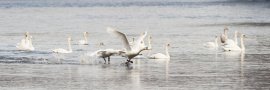 Cygne tuberculé - Cygnus olor