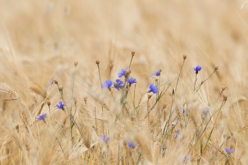 Bleuet des champs - entaurea cyanus