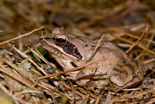 Grenouille agile - Rana dalmatina