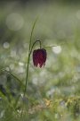 Fritillaire Pintade - Fritillaria meleagris