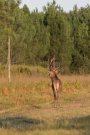 Cerf élaphe - Cervus elaphus - 2017