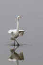 Grande Aigrette - Ardea alba - faisant son "show"