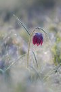 Fritillaire Pintade - Fritillaria meleagris