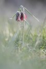 Fritillaire Pintade - Fritillaria meleagris