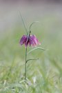 Fritillaire Pintade - Fritillaria meleagris