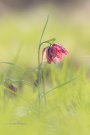Fritillaire Pintade - Fritillaria meleagris - 2021