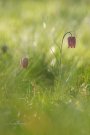 Fritillaire Pintade - Fritillaria meleagris - 2021