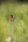 Fritillaire Pintade - Fritillaria meleagris - 2021