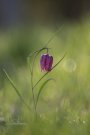 Fritillaire Pintade - Fritillaria meleagris - 2021