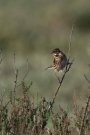 Bruant des roseaux femelle - Emberiza schoeniclus