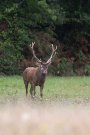 Cerf élaphe - Cervus elaphus - 2015