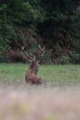 Cerf élaphe - Cervus elaphus - 2015