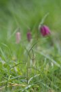 Fritillaire Pintade - Fritillaria meleagris