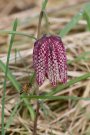 Fritillaire Pintade - Fritillaria meleagris