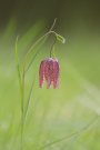 Fritillaire Pintade - Fritillaria meleagris