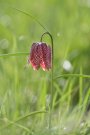 Fritillaire Pintade - Fritillaria meleagris