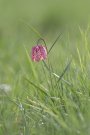 Fritillaire Pintade - Fritillaria meleagris