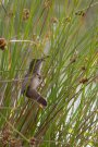 Rousserolle turdoïde - Acrocephalus arundinaceus