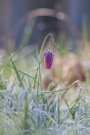 Fritillaire Pintade - Fritillaria meleagris