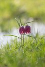 Fritillaire Pintade - Fritillaria meleagris